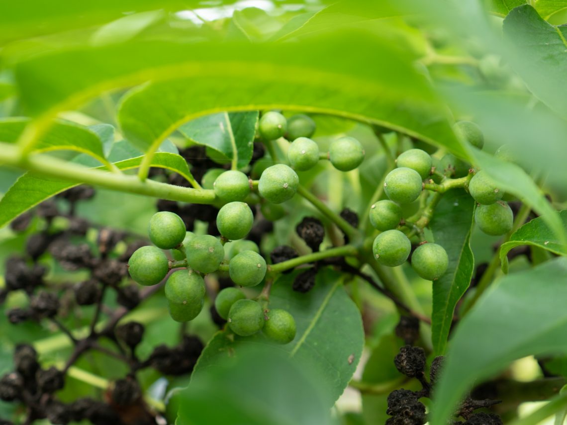 京都薬用植物園